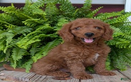 Mini Goldendoodle dogs for sale: Mini -coner - Image 43