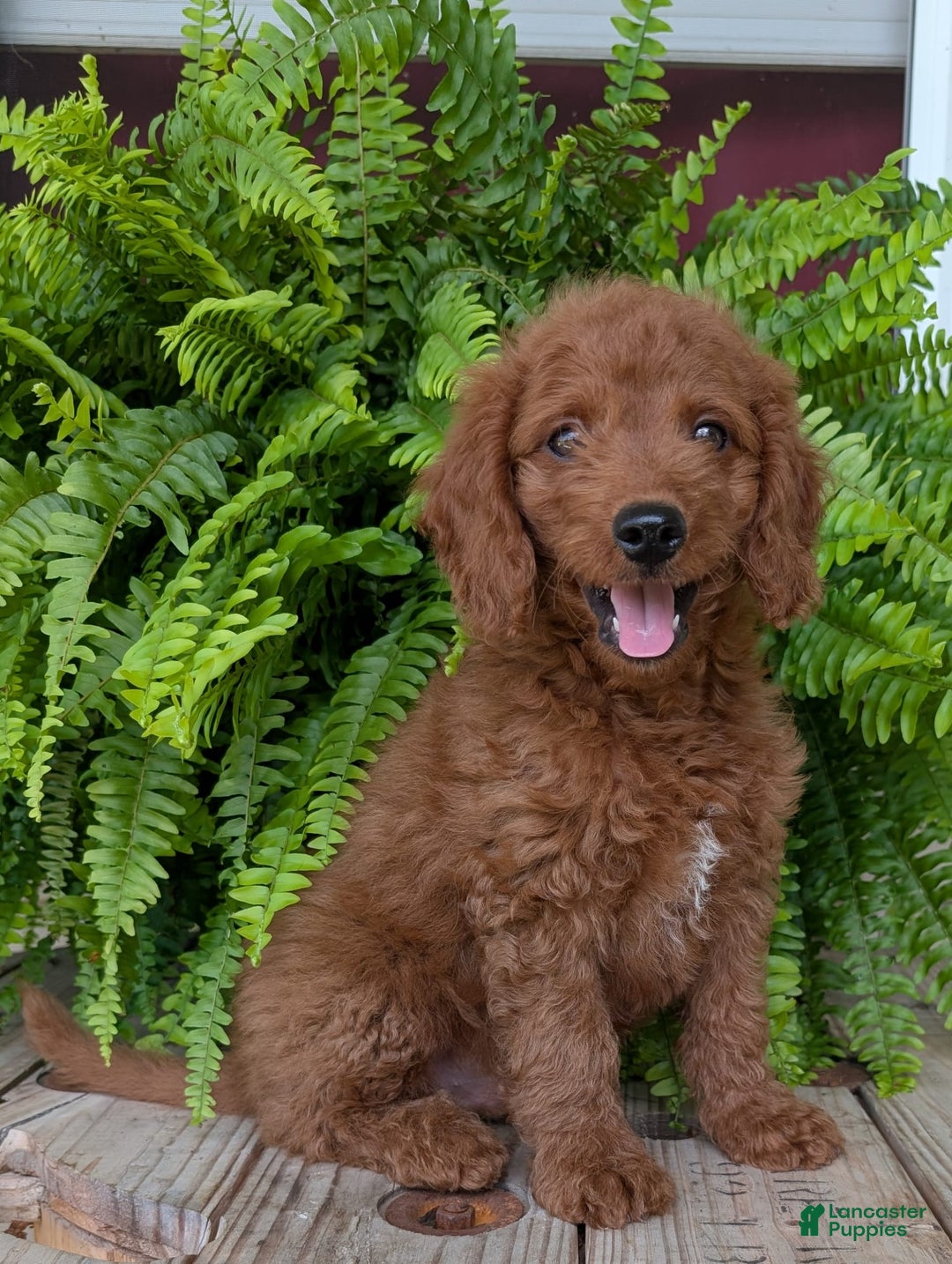 Mini Goldendoodle dogs for sale: Mini -coner - Image 43