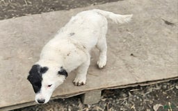 Border Collie dogs for sale: Divvy - Image 22