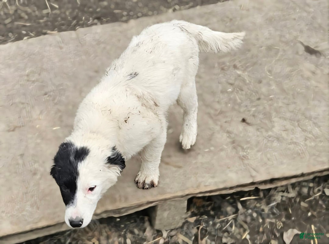 Border Collie dogs for sale: Divvy - Image 22