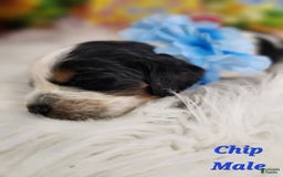 English Springer Spaniel dogs for sale: Chip - Image 3