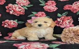 Havapoo dogs for sale: Fergie Hypoallergenic - Image 4