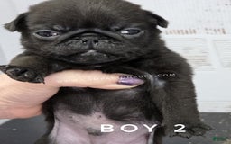 Pug dogs for sale: Runt - Champion Lines - Image 4
