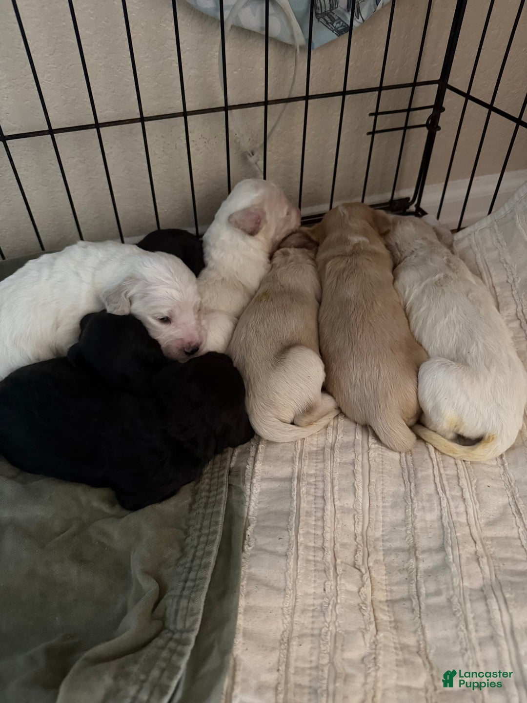 Goldendoodle dogs for sale: Littler 6 Pups! - Image 4