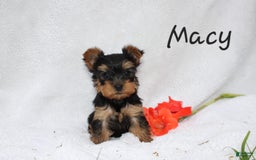 Yorkshire Terrier dogs for sale: Macy - Image 1