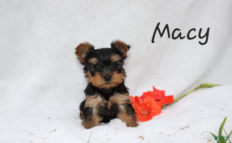 Yorkshire Terrier dogs for sale - Ad 2