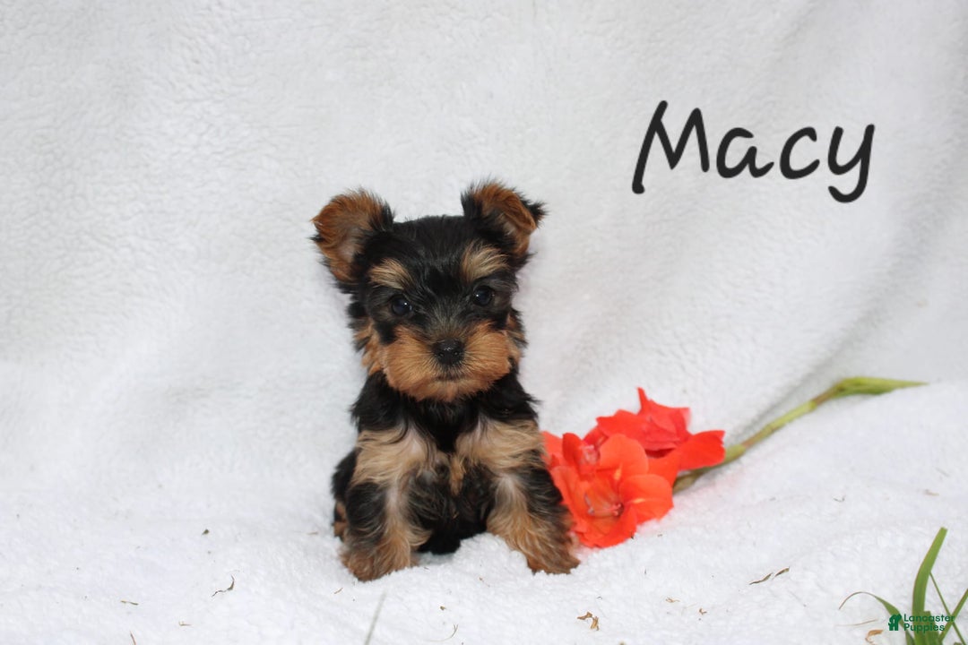 Yorkshire Terrier dogs for sale: Macy - Image 1