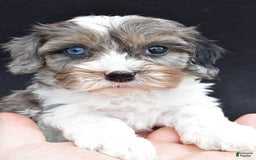 Cavapoo dogs for sale: Reeses - Image 5
