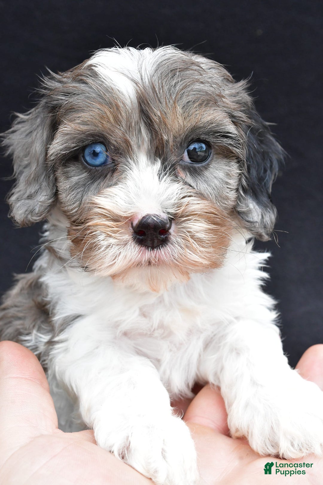 Cavapoo dogs for sale: Reeses - Image 5
