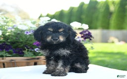Cavapoo dogs for sale: Kitkat - Image 5