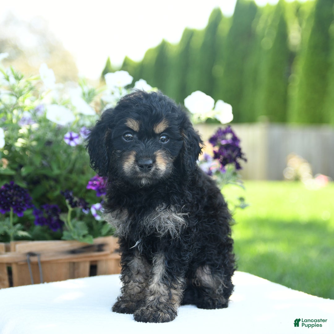 Cavapoo dogs for sale: Kitkat - Image 5