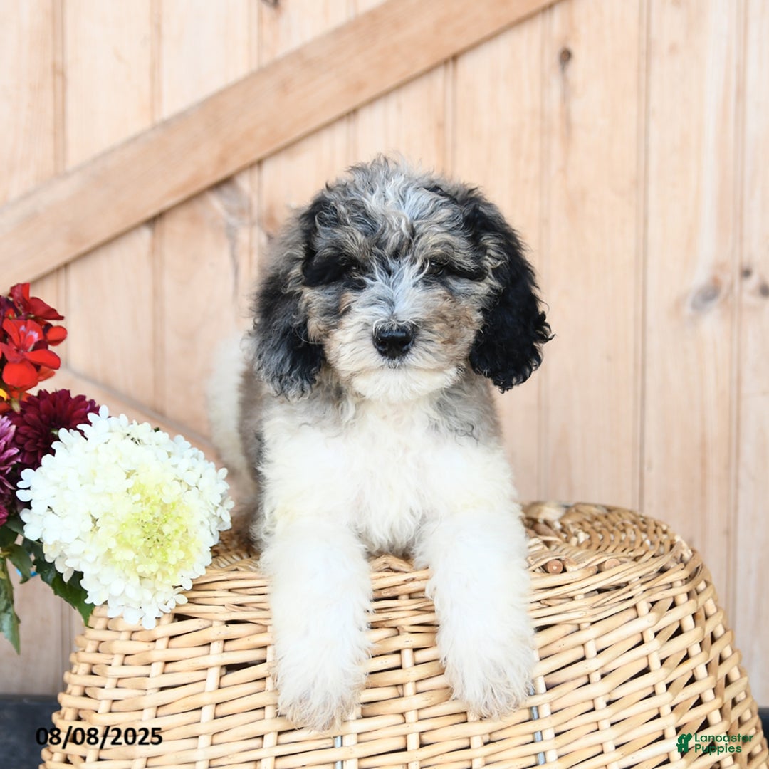 Miniature Poodle dogs for sale: Toby - Image 2