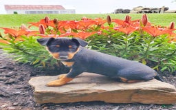 Miniature Pinscher dogs for sale: Rosco - Image 3