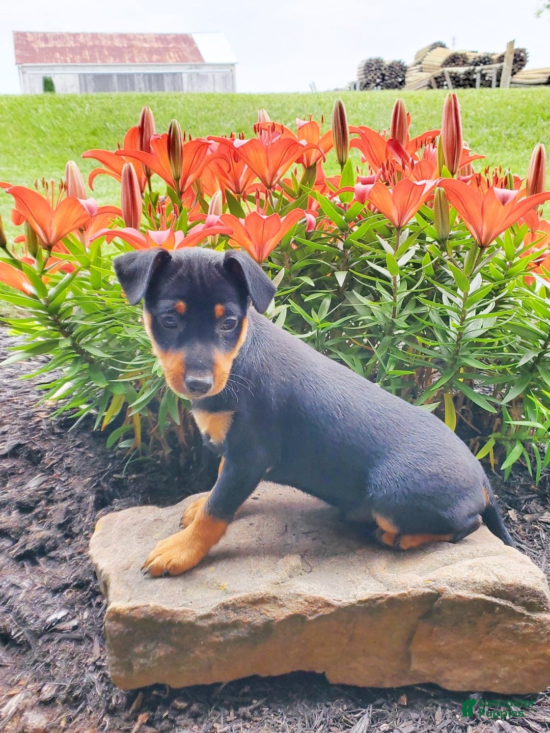 Miniature Pinscher dogs for sale: Rosco - Image 3
