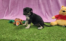 Catahoula Leopard Dog dogs for sale: Tess 2025 Female 4 - Image 16