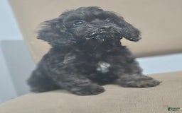 Cockapoo dogs for sale: Ashton - Image 1
