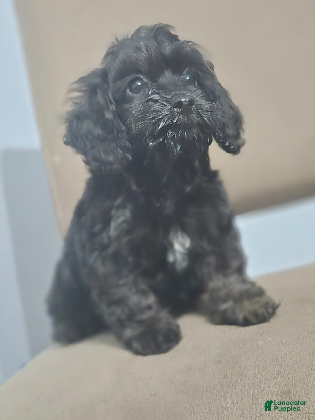 Cockapoo dogs for sale: Ashton - Image 1