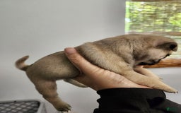 Pug dogs for sale: Silver Fawn Luna - Image 3