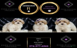 Maltipoo dogs for sale: Ariel - Image 1