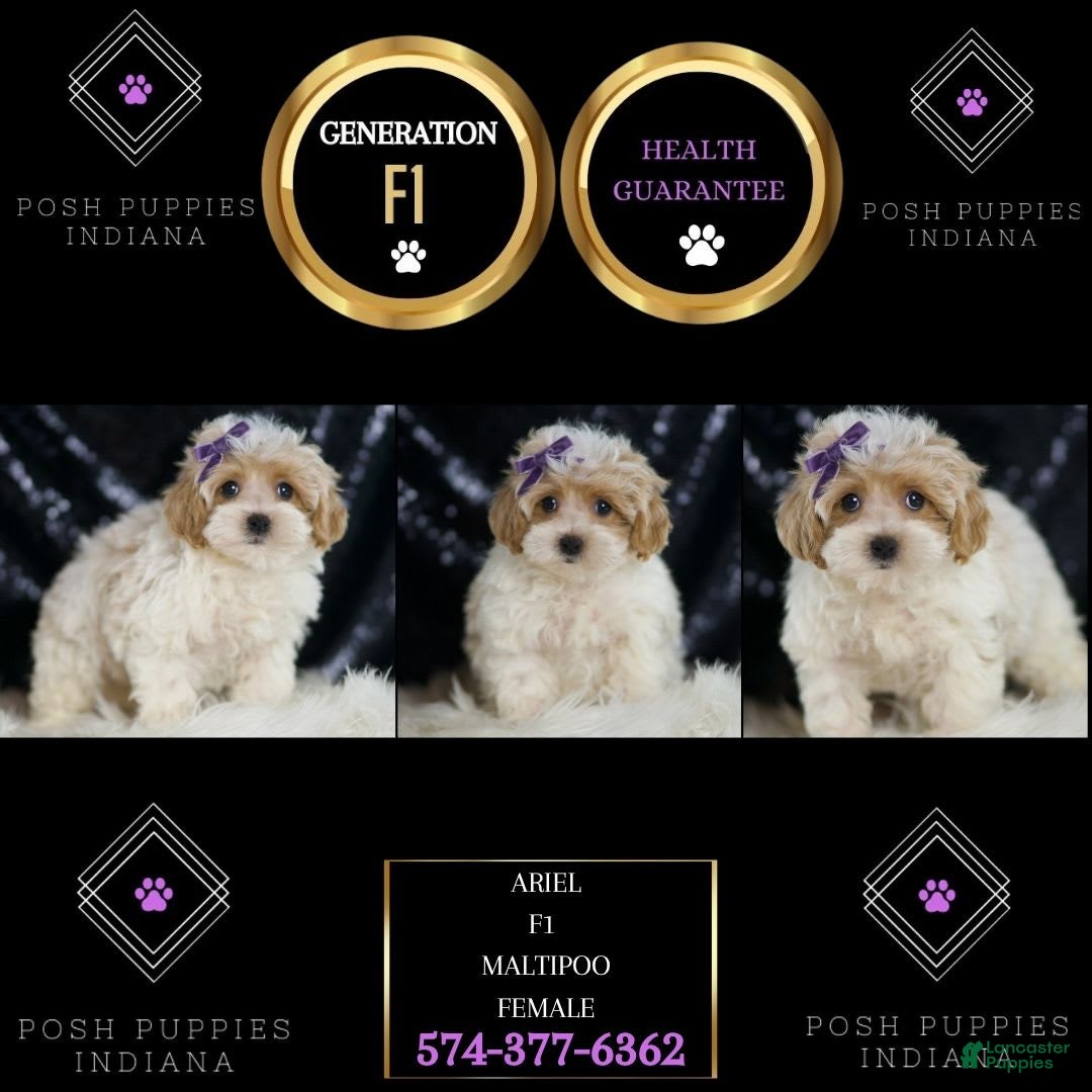 Maltipoo dogs for sale: Ariel - Image 1