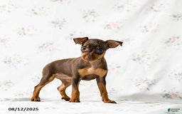 Miniature Pinscher dogs for sale: Cookie - Image 2