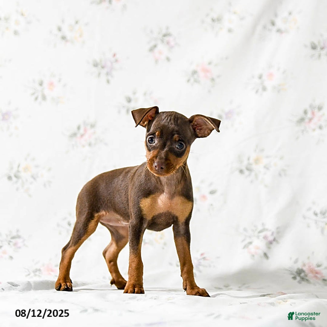 Miniature Pinscher dogs for sale: Cookie - Image 2