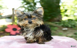 Yorkshire Terrier dogs for sale: Darcy - Image 7