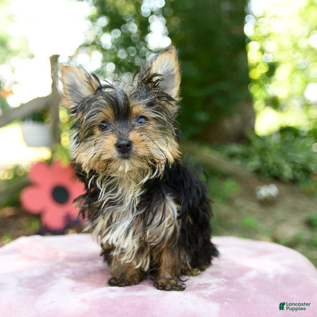 Yorkshire Terrier dogs for sale: Darcy - Image 7