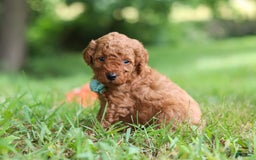 Goldendoodle dogs for sale: Herbie - Image 5
