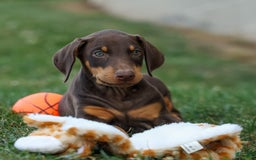 Doberman Pinscher dogs for sale: Doberman Pinscher 7 puppies - Image 4