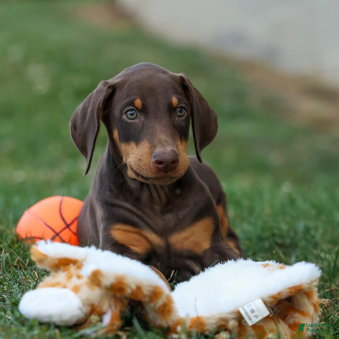 Doberman Pinscher dogs for sale: Doberman Pinscher 7 puppies - Image 4