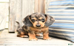 Miniature Dachshund dogs for sale: Dustin - Image 5