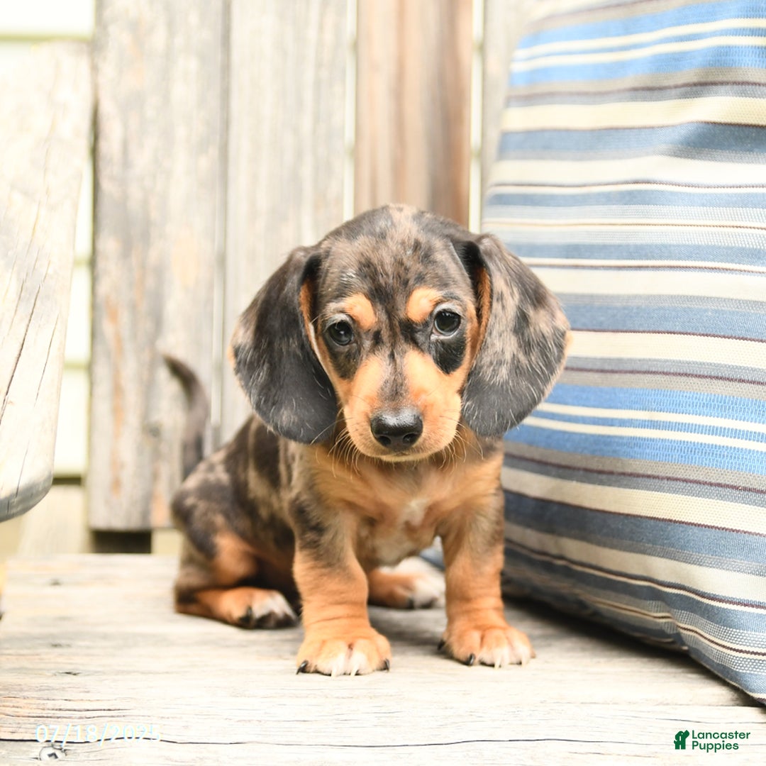 Miniature Dachshund dogs for sale: Dustin - Image 5
