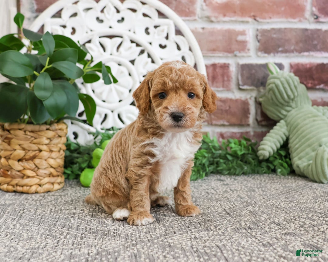 Miniature Poodle dogs for sale: Riggs - Image 8