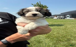Teddy Bear dogs for sale: Evie - Image 1