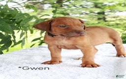 Rhodesian Ridgeback dogs for sale: Gwen - Image 11