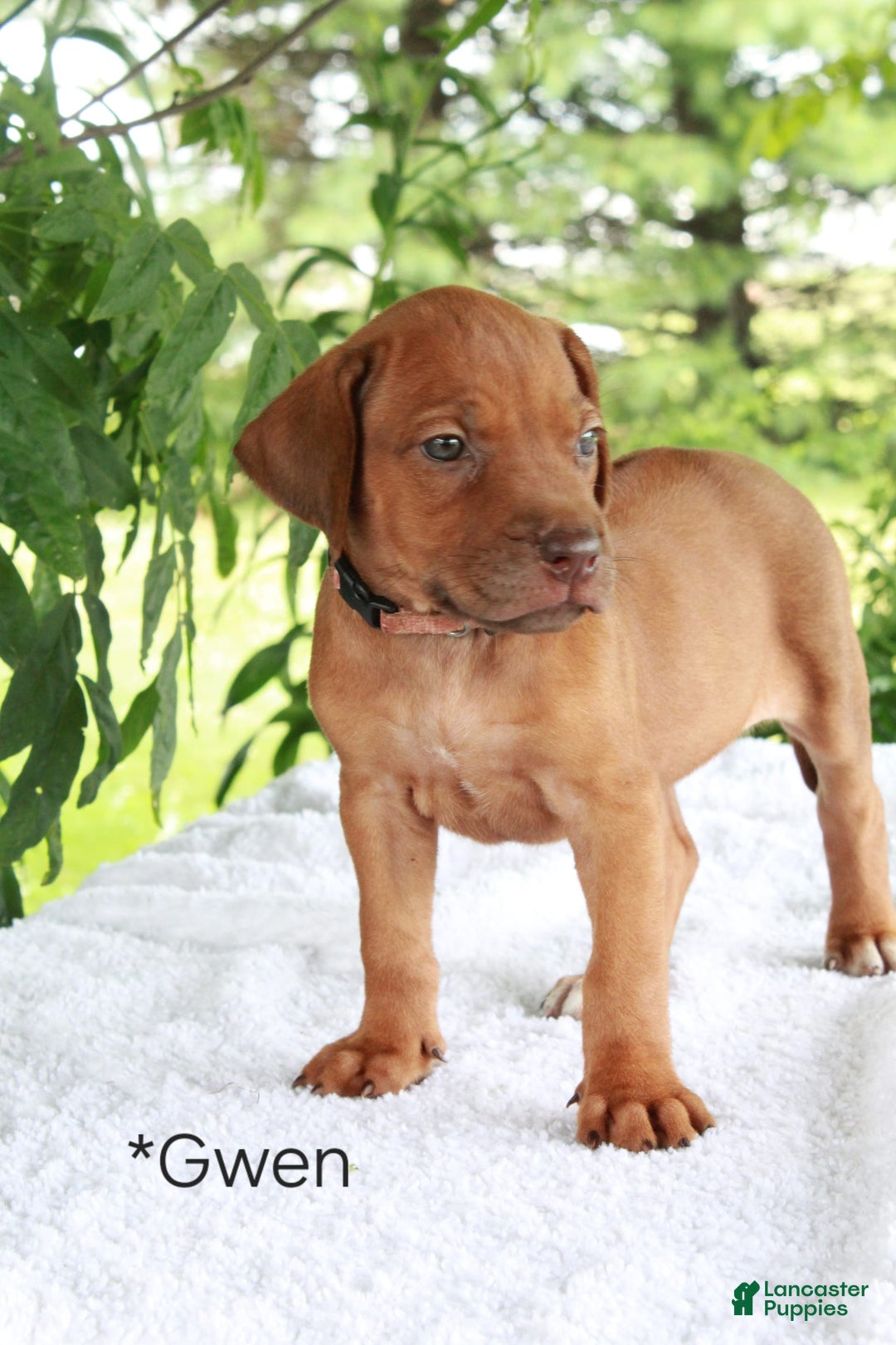 Rhodesian Ridgeback dogs for sale: Gwen - Image 11