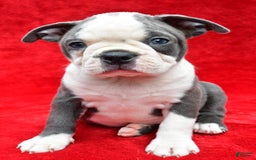 Boston Terrier dogs for sale: Jane - Image 1