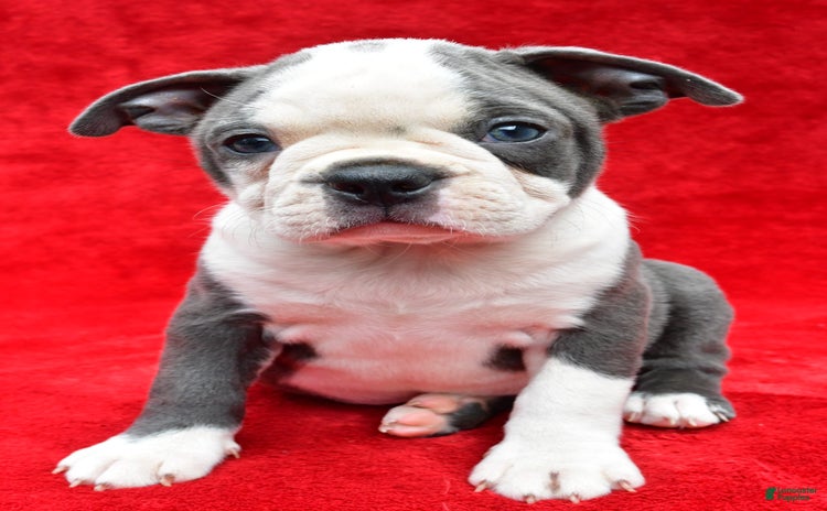 Boston Terrier dogs for sale - Ad 5