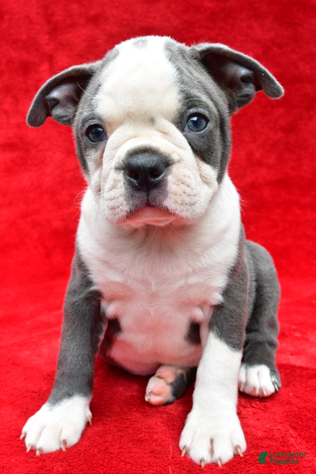 Boston Terrier dogs for sale: Jane - Image 1