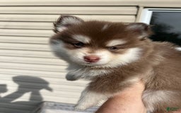 Pomsky dogs for sale: Joy - Image 1