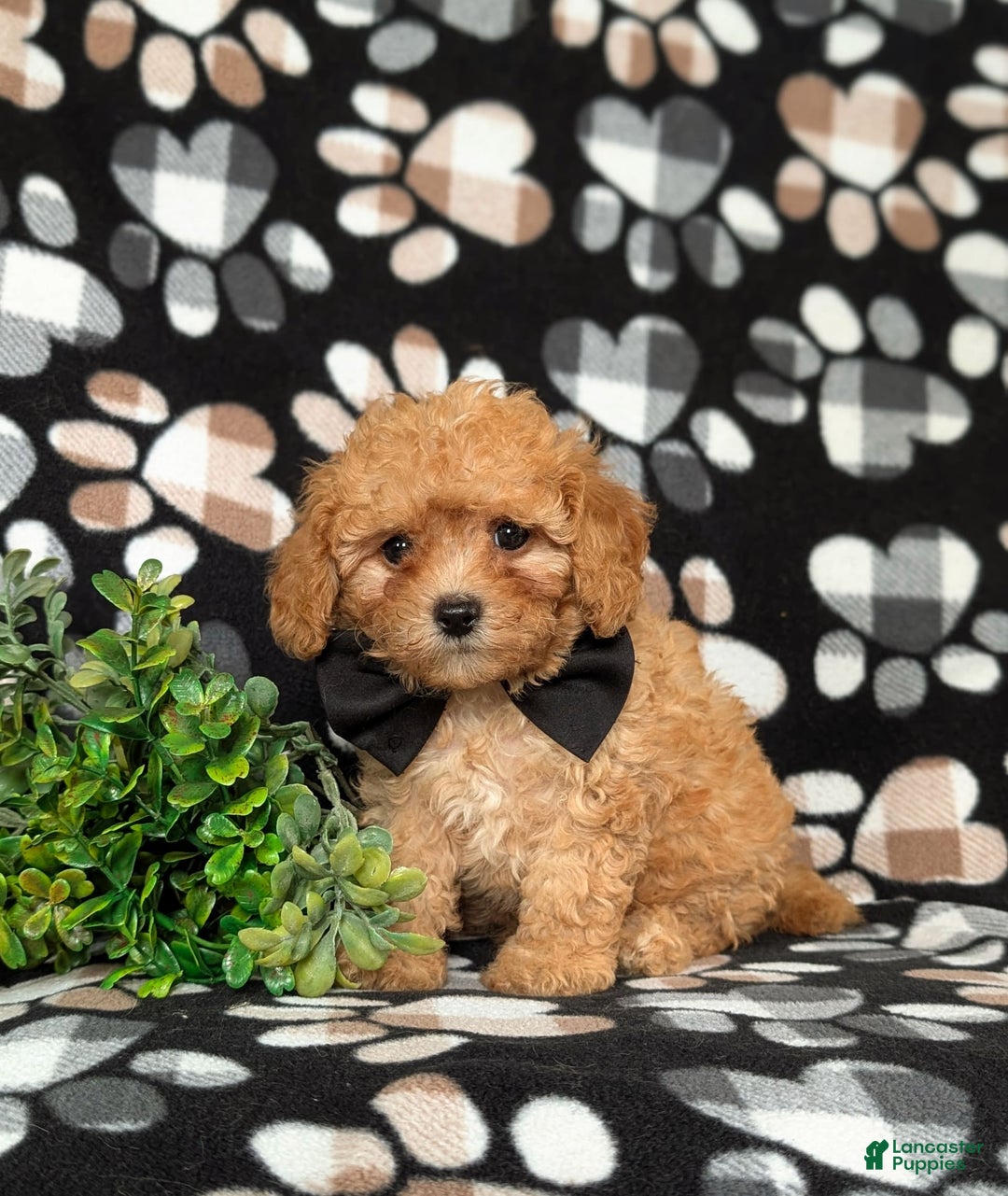 Cavapoo dogs for sale: Liam Toy Size Hypoallergenic - Image 3