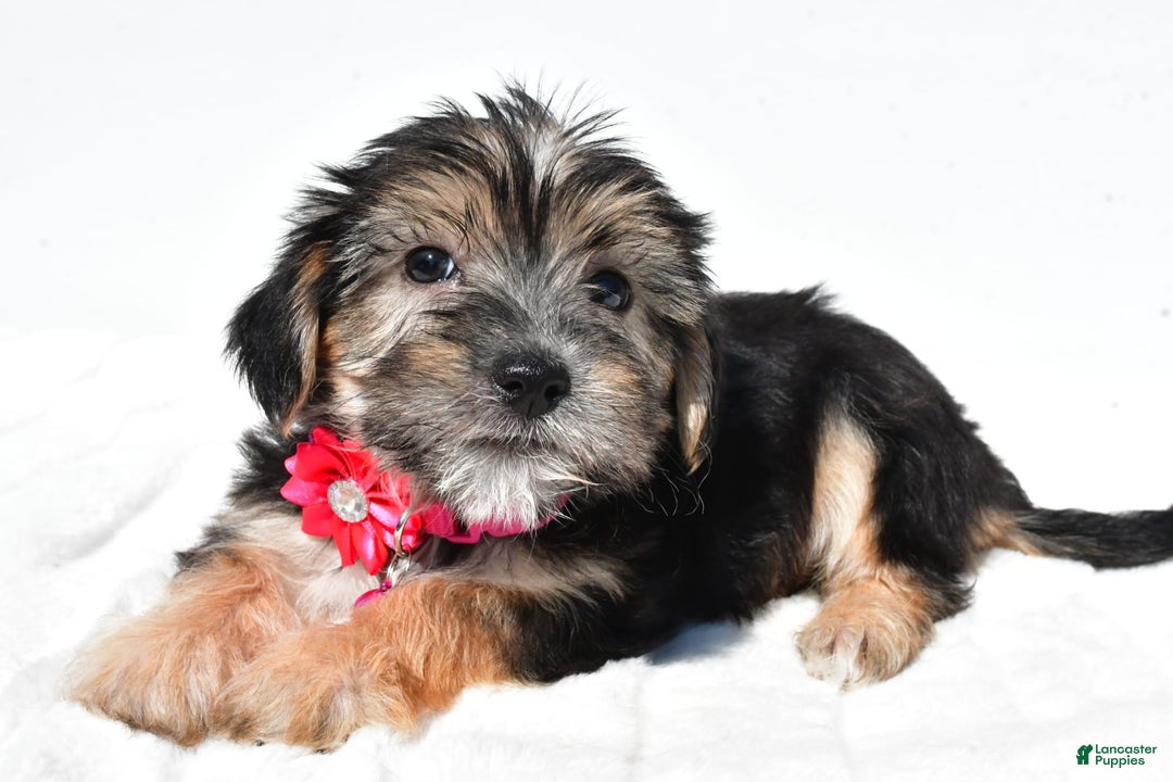 Morkie dogs for sale: Holly - Image 5