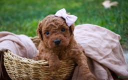 Miniature Poodle dogs for sale: Twila - Image 1