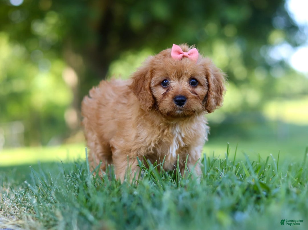 Cavapoo dogs for sale: Missy - Image 4