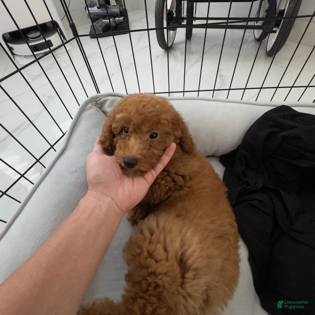 Toy Poodle dogs for sale: Mocha - Image 2