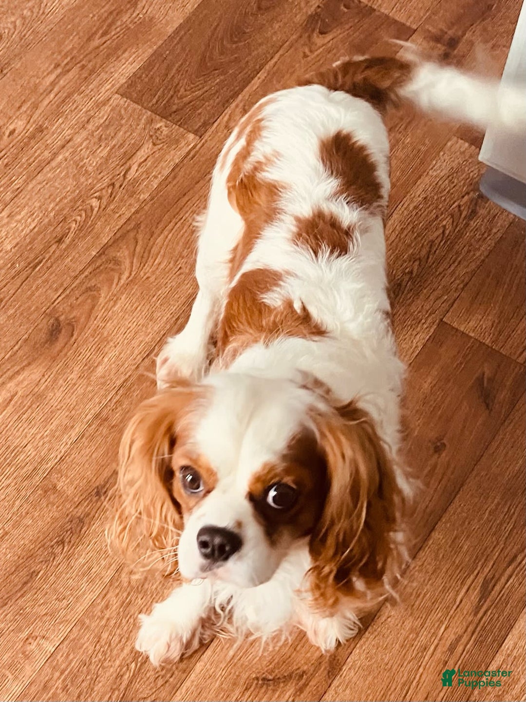 Cavalier King Charles Spaniel dogs for sale: Blenheim Boy - Image 1