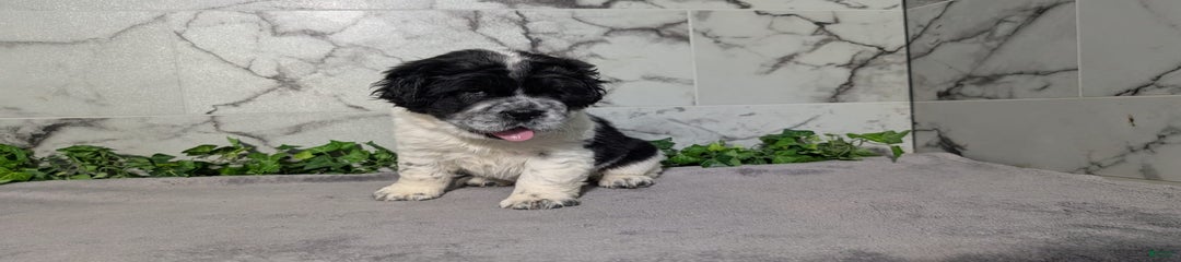 Oreo