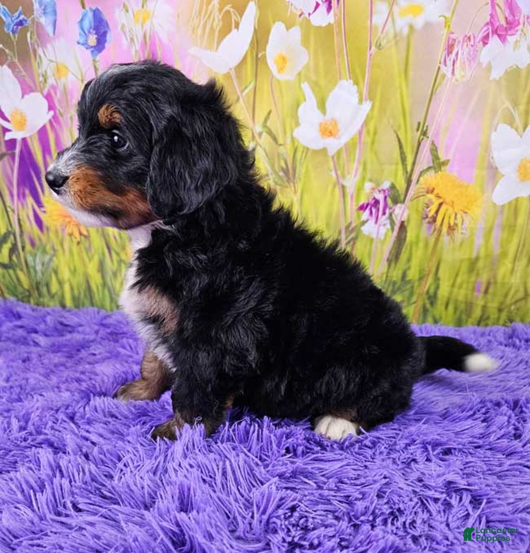 Mini Bernedoodle dogs for sale: Reef - Image 2
