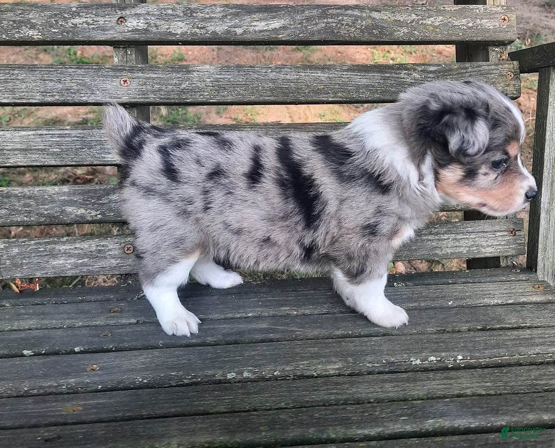  dogs for sale: Toy Australian Shepherd 1 puppies - Image 5